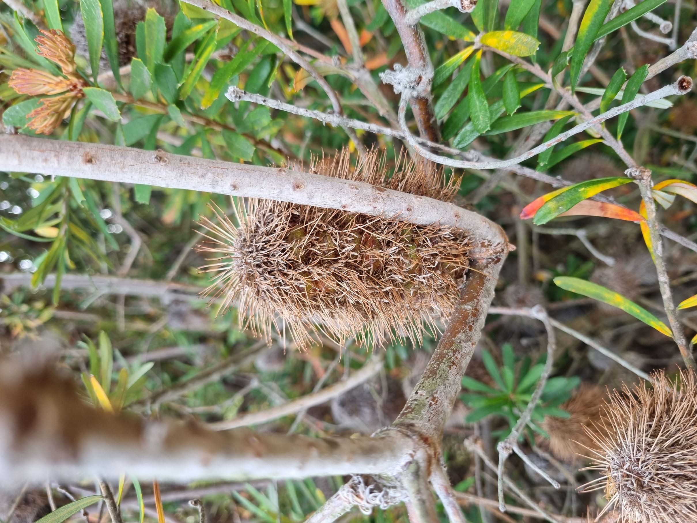 marginata